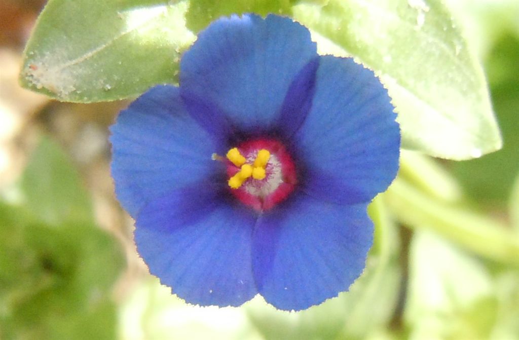 Lysimachia (=Anagallis) arvensis